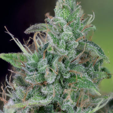(Bild für) Doctor Seedsman Auto CBD 30:1 female - zum Schließen ins Bild klicken