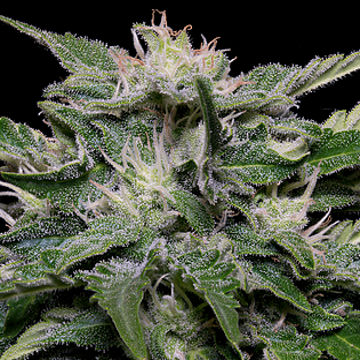 (Bild für) Don Blueberry Auto - zum Schließen ins Bild klicken