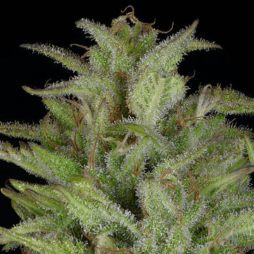 (Bild für) Don Gelato Auto - zum Schließen ins Bild klicken