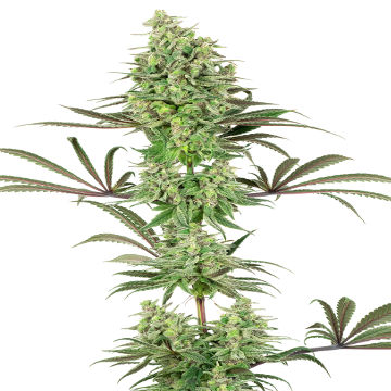 (Bild für) Double Banana Kush fem - zum Schließen ins Bild klicken