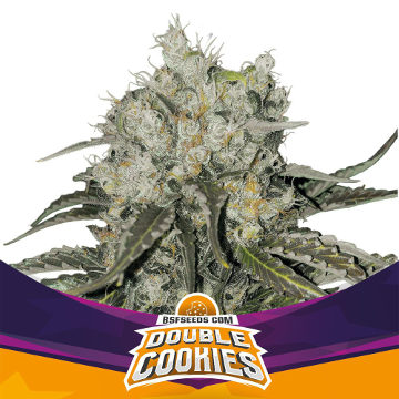 (Bild für) Double Cookies - zum Schließen ins Bild klicken