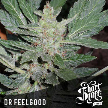 (imagen para) Dr. Feelgood Auto