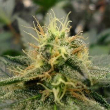 (Bild für) Dream Lotus - zum Schließen ins Bild klicken