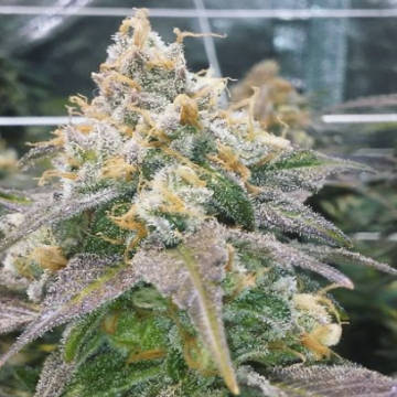 (Bild für) Dream Berry female - zum Schließen ins Bild klicken