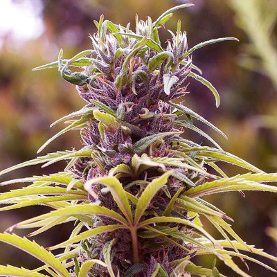 (Bild für) Durban Poison - zum Schließen ins Bild klicken