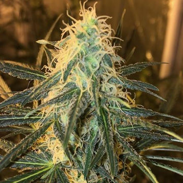 (Bild für) Durban-Thai Highflyer x C99 - zum Schließen ins Bild klicken