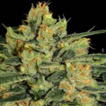 (Bild für) Durga Mata II CBD fem - zum Schließen ins Bild klicken
