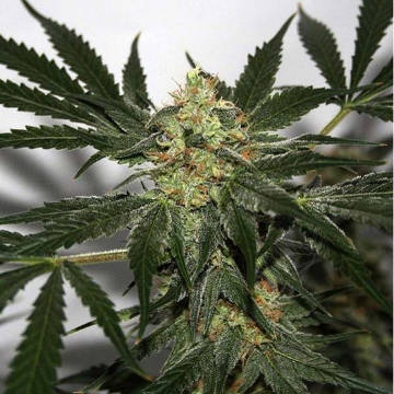 (Bild für) Early Haze aka Early Queen x Afghan Haze - zum Schließen ins Bild klicken