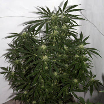 (Bild für) Early Skunk Haze - zum Schließen ins Bild klicken