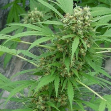 (Bild für) Early Skunk aka Early Pearl x Skunk - zum Schließen ins Bild klicken