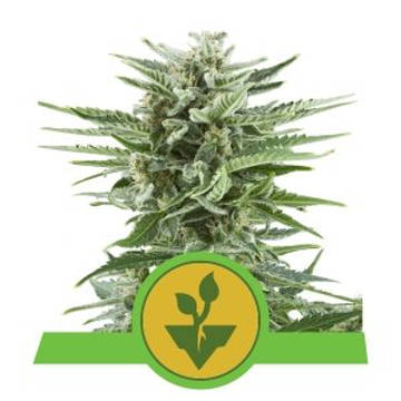 (Bild für) Easy Bud automatic feminized - zum Schließen ins Bild klicken