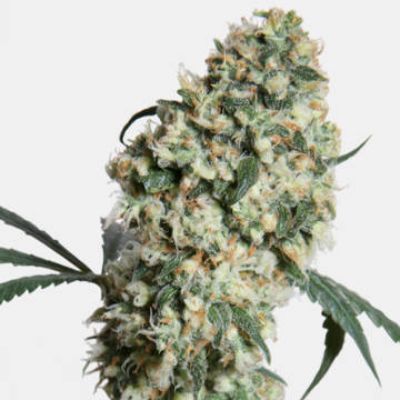 (Bild für) Ed Rosenthal Super Bud - zum Schließen ins Bild klicken