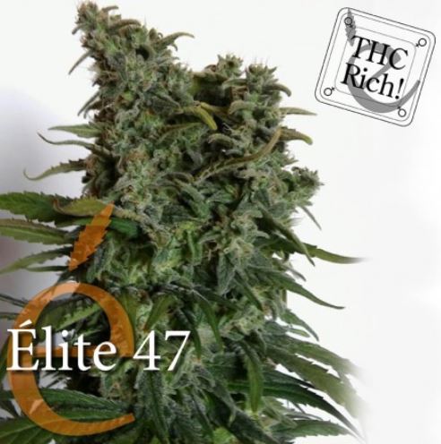 (Bild für) Elite 47 female - zum Schließen ins Bild klicken