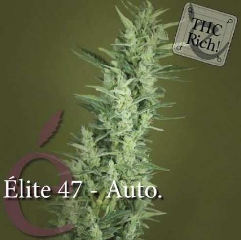 (Bild für) Elite 47 Automatic female - zum Schließen ins Bild klicken