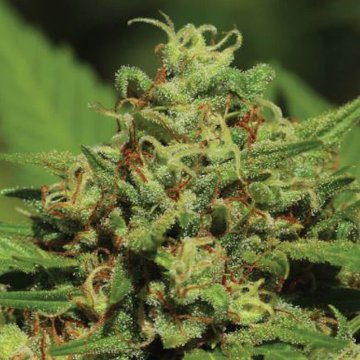 (Bild für) Emerald Fire OG - zum Schließen ins Bild klicken