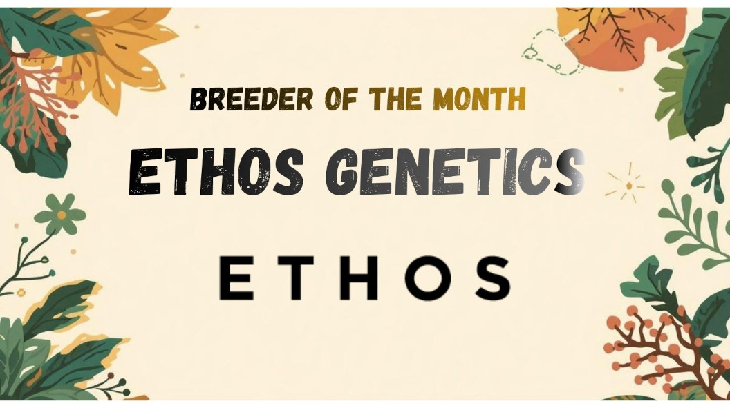 Index-Banner-Leaves_FR