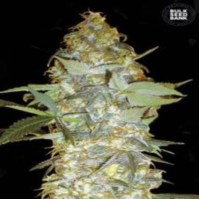 (Bild für) Euforia Special female - zum Schließen ins Bild klicken