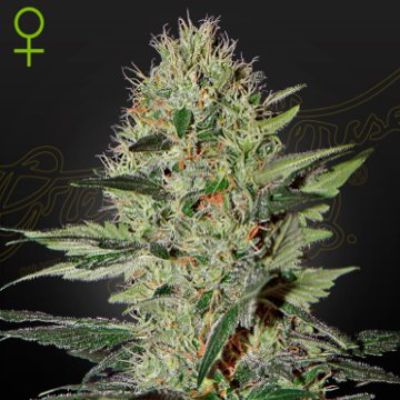 (Bild für) Exodus Cheese Auto female - zum Schließen ins Bild klicken