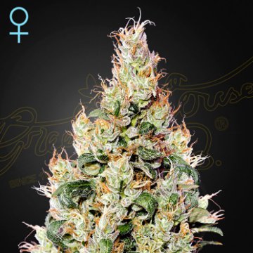 (Bild für) Exodus Cheese CBD Auto female - zum Schließen ins Bild klicken