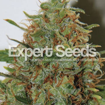 (Bild für) Expert Haze feminized - zum Schließen ins Bild klicken