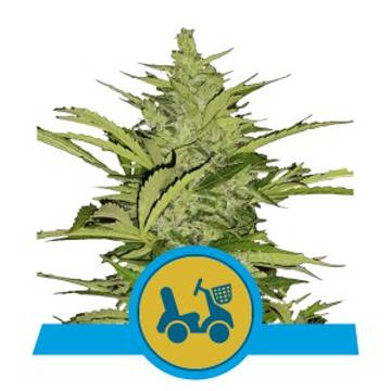 (Bild für) Fast Eddy Auto CBD feminized - zum Schließen ins Bild klicken