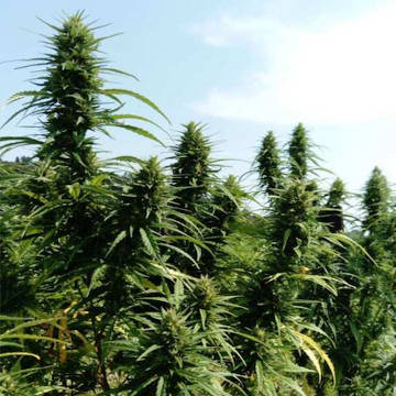 (Bild für) Fedora 17 Cannabis sativa - zum Schließen ins Bild klicken