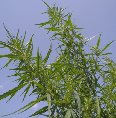 (Bild für) Felina 32 Cannabis sativa - zum Schließen ins Bild klicken