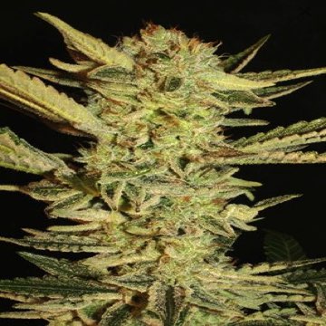 (Bild für) Fini Autoflowering - zum Schließen ins Bild klicken