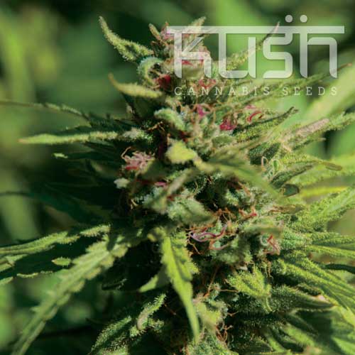 Fire Kush Fire Kush