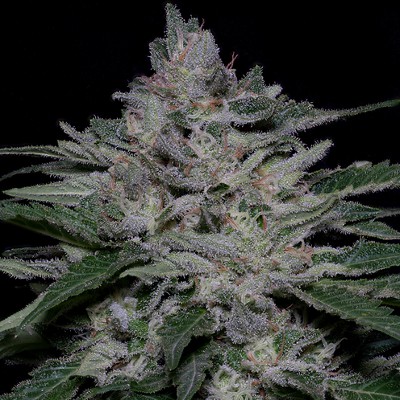 (Bild für) Fire OG Kush fem - zum Schließen ins Bild klicken