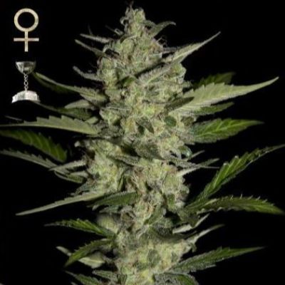 (Bild für) Flowerbomb Kush feminized - zum Schließen ins Bild klicken