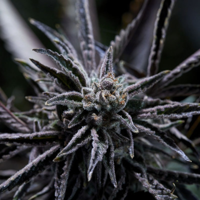 (Bild für) Forbidden Blueprint – El Krem - zum Schließen ins Bild klicken