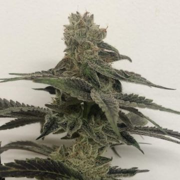(Bild für) Forbidden Zkittlez x Purple Punch - zum Schließen ins Bild klicken