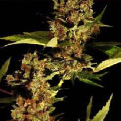 (Bild für) Free Tibet - zum Schließen ins Bild klicken