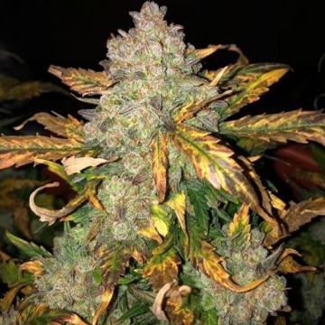 (imagen para) Frosty Gelato fem