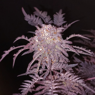 (Bild für) Frosty's Purple Freak - zum Schließen ins Bild klicken