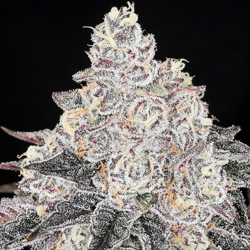 (Bild für) Frozen Black Cherry - zum Schließen ins Bild klicken
