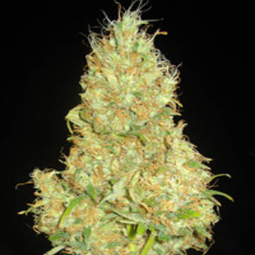 (Bild für) Fruity Chronic Juice - zum Schließen ins Bild klicken