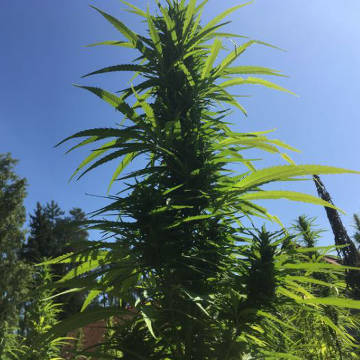 (Bild für) Futura 75 - Cannabis sativa - zum Schließen ins Bild klicken