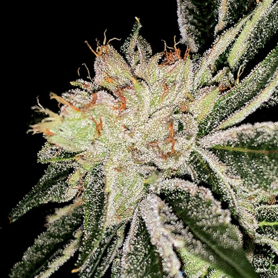 (Bild für) G13 (aka G13 Thirteen Project) 5 fem - zum Schließen ins Bild klicken