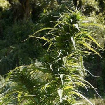 (Bild für) Garhwali - zum Schließen ins Bild klicken