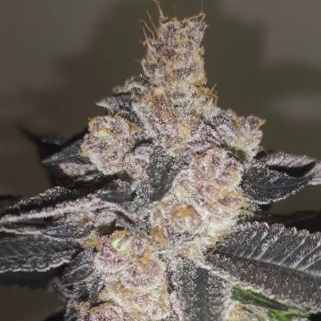 (Bild für) Gelato 242 fem - zum Schließen ins Bild klicken