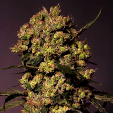 (Bild für) Gelato 45 - zum Schließen ins Bild klicken