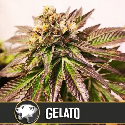 (Bild für) Gelato feminized - zum Schließen ins Bild klicken