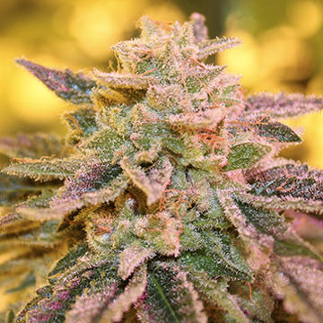 (Bild für) Gelato Zkittlez 5 reg - zum Schließen ins Bild klicken
