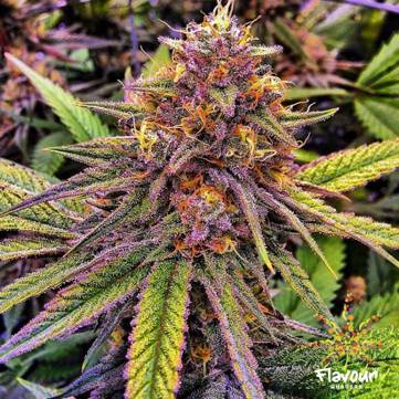 (Bild für) Gelato 41 5 female - zum Schließen ins Bild klicken