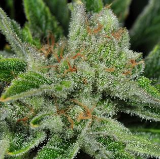 (Bild für) Ghost Train Haze #1 - zum Schließen ins Bild klicken