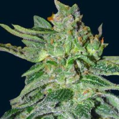 (Bild für) Gigantes Auto 5 fem - zum Schließen ins Bild klicken