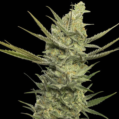 (Bild für) Gipsy Haze fem - zum Schließen ins Bild klicken