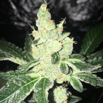 (Bild für) Girl Scout Cookies Forum Cookies Thin Mint 5 fem - zum Schließen ins Bild klicken